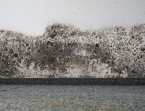 Extensive mold damage on the wall of a house