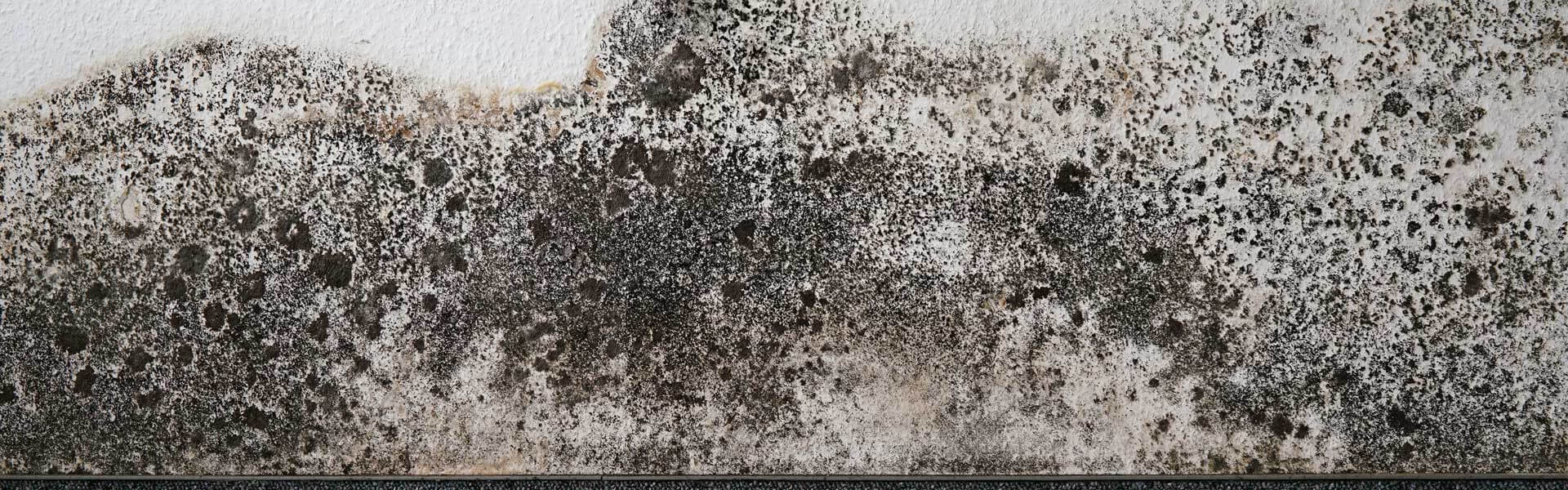 Extensive mold damage on the wall of a house