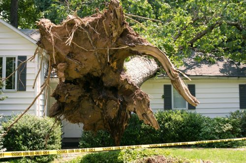a fallen tree can cause major damage to property