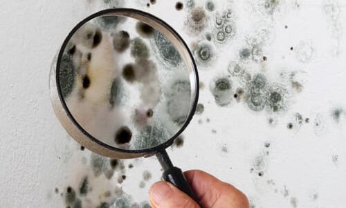 A public adjuster looking at mold damage on a corner with a magnifying glass.