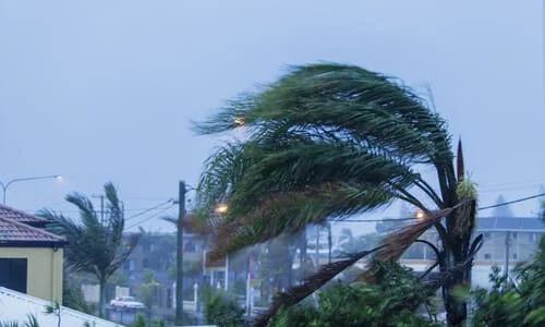 A palm tree blowing in hurricane winds in the early evening.