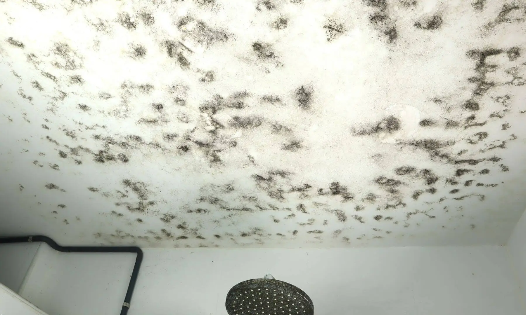 Severe mold damage on the ceiling of a Floridian home after a hurricane.