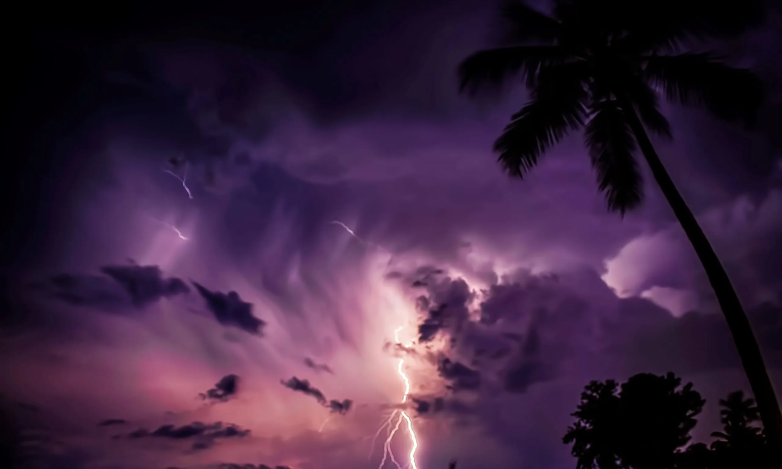 A night time shot of a palm tree blowing in the wind and lightning striking in the background.